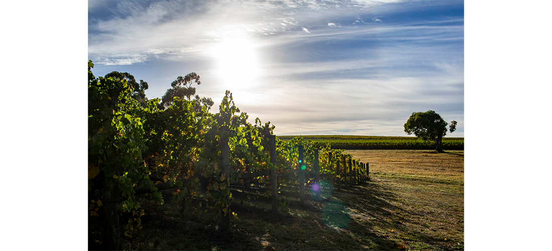 Corner of Helen's Hill Vineyard